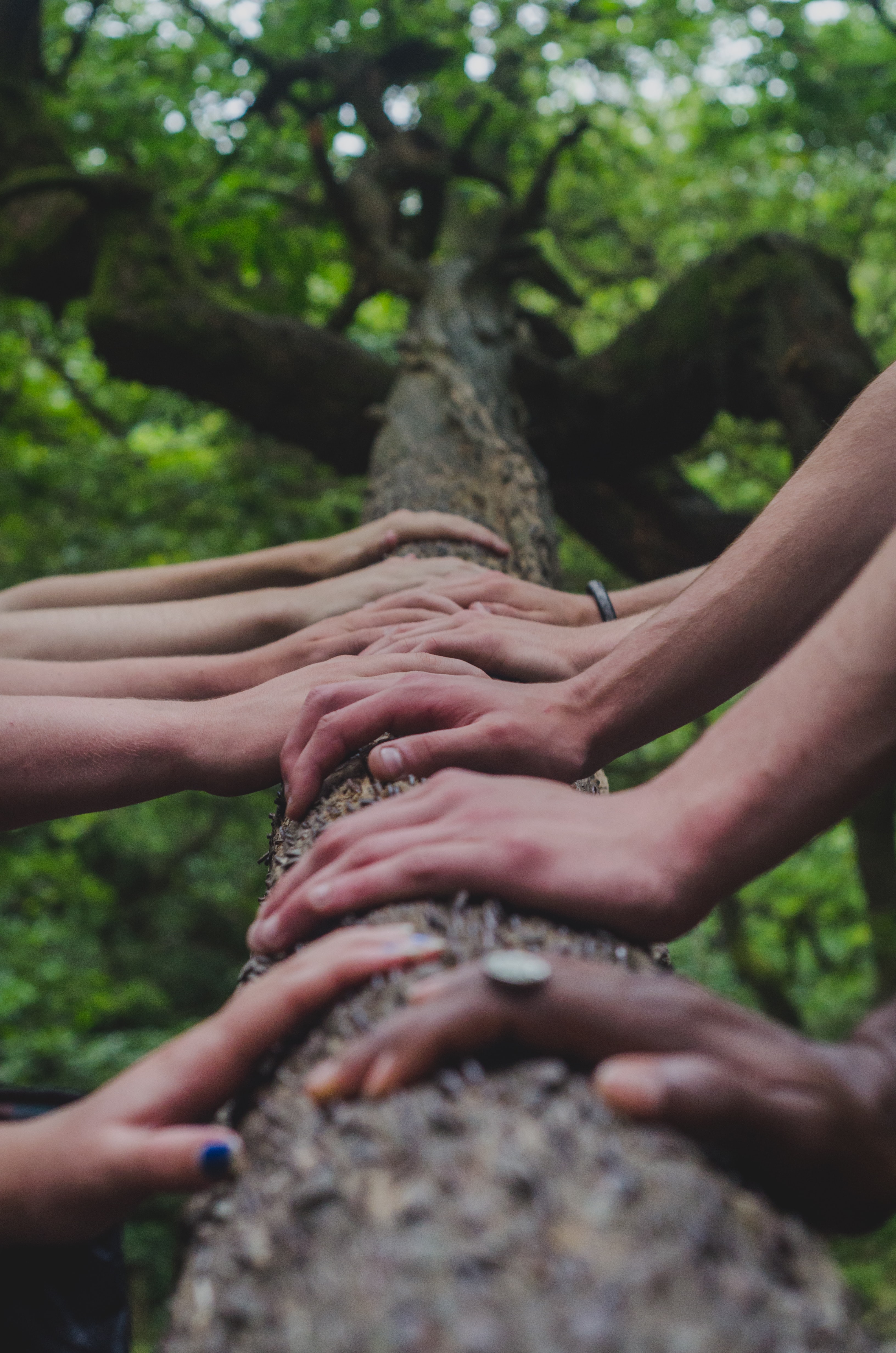 Hands on a tree branch